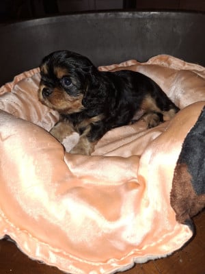 Les chiots de Cavalier King Charles Spaniel