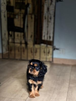 Les chiots de Cavalier King Charles Spaniel