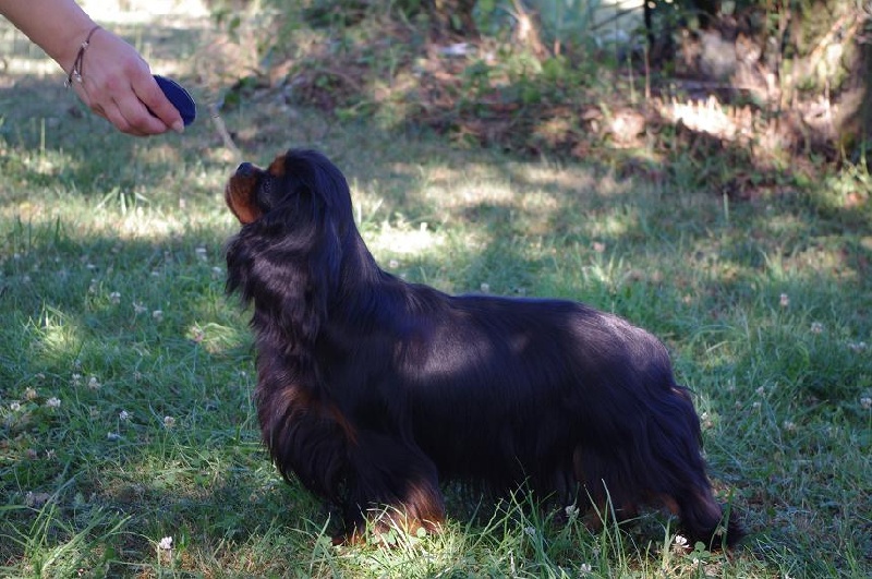 Elea Du temps des irees