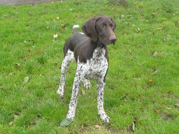 Publication : Du chateau d'avesnes Auteur : Château d'Avesnes