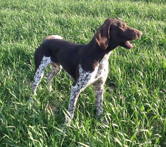 Publication : Du chateau d'avesnes Auteur : Château d'Avesnes