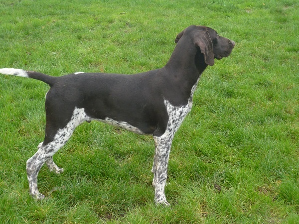 Publication : Du chateau d'avesnes Auteur : Château d'Avesnes