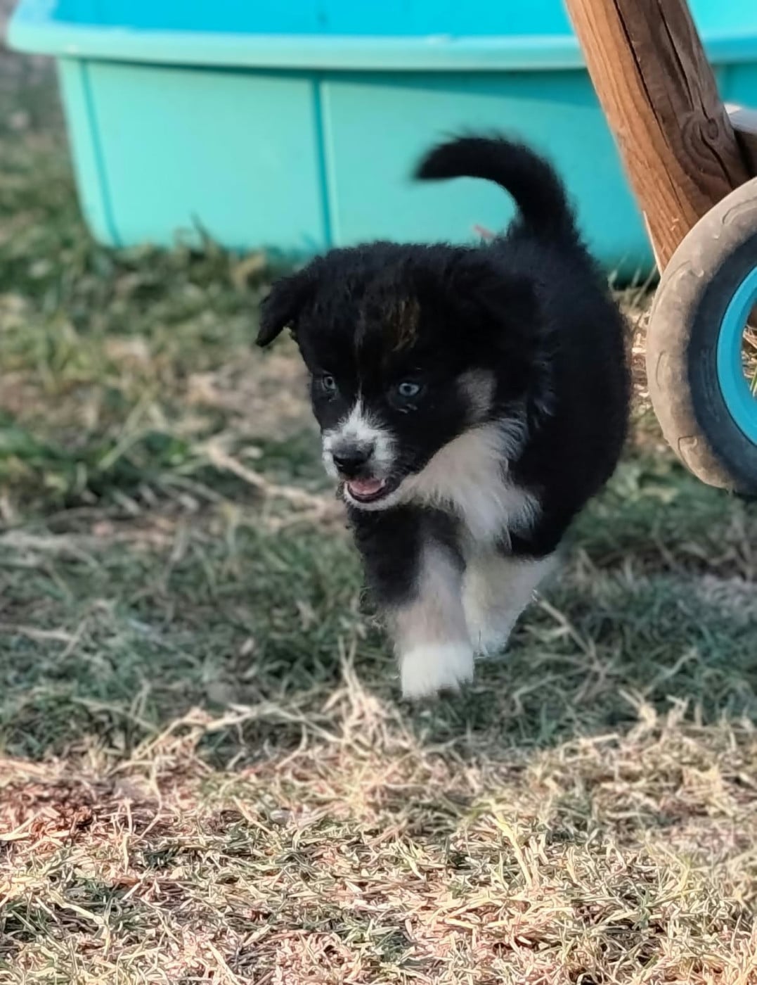 Chiot N°6