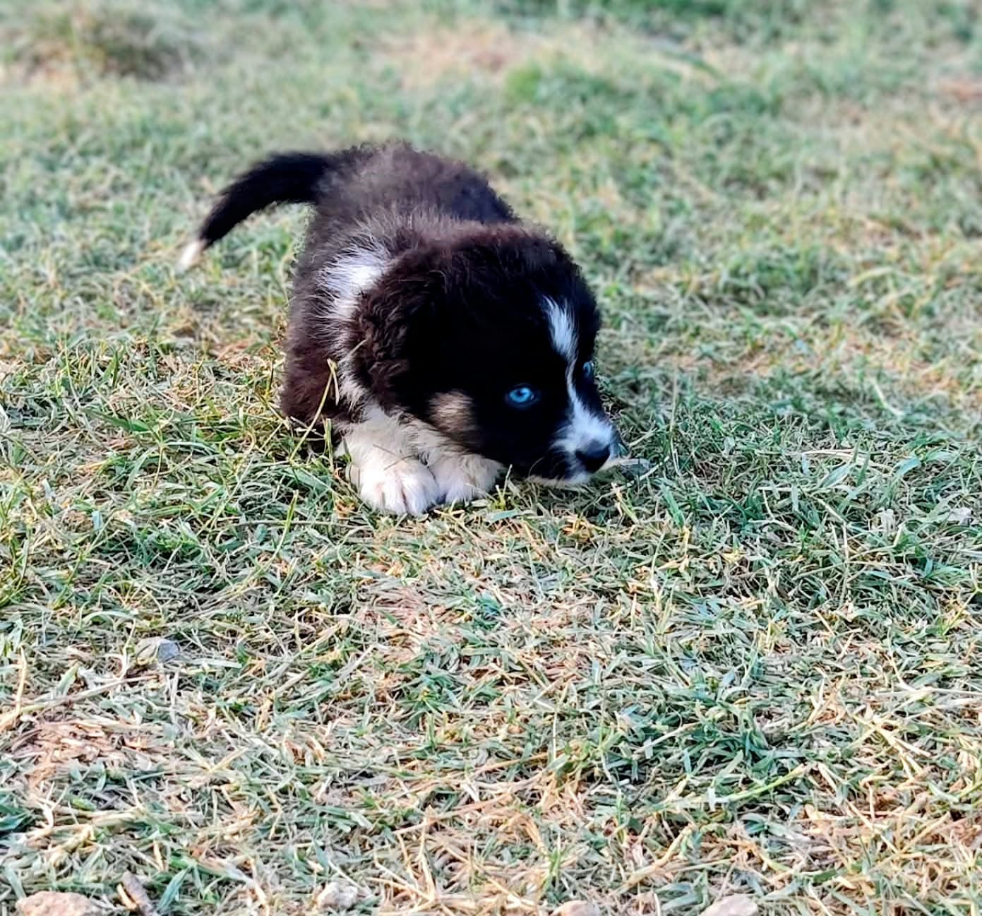 Chiot N°5