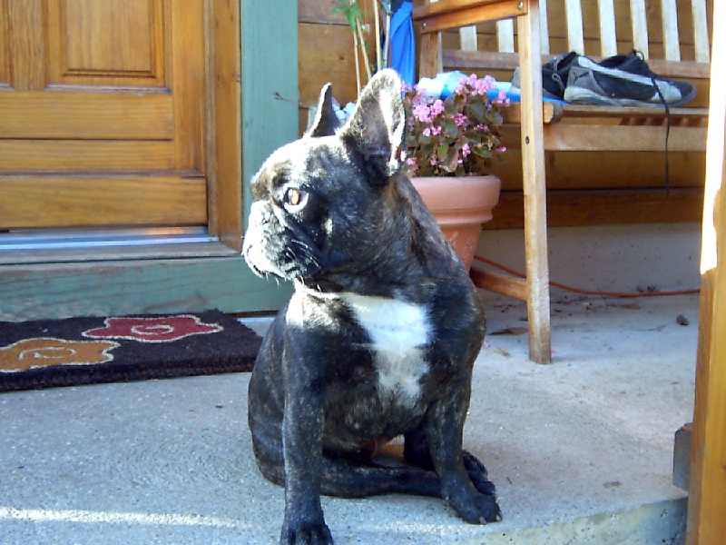 Publication : Des boules du mont d'Ayot Auteur : Mme BEATRIX S.