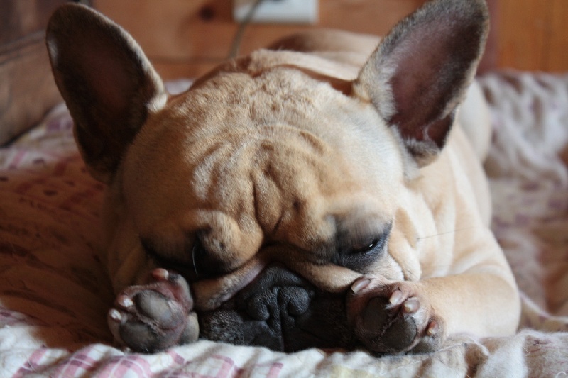 Publication : Des boules du mont d'Ayot Auteur : Mme BEATRIX S.