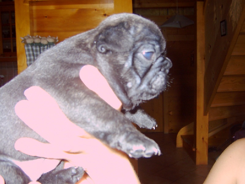 Publication : Des boules du mont d'Ayot Auteur : Mme BEATRIX S.