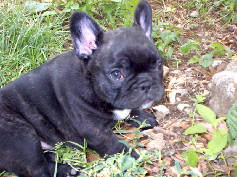 Publication : Des boules du mont d'Ayot Auteur : Mme BEATRIX S.