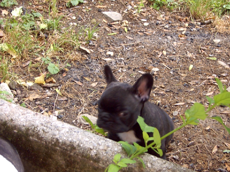 Publication : Des boules du mont d'Ayot Auteur : Mme BEATRIX S.