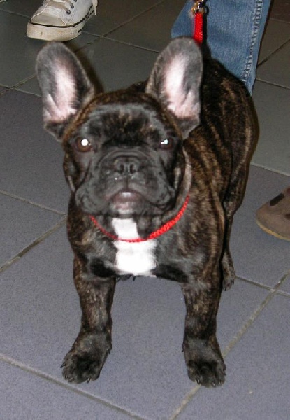 Publication : Des boules du mont d'Ayot Auteur : Mme BEATRIX S.