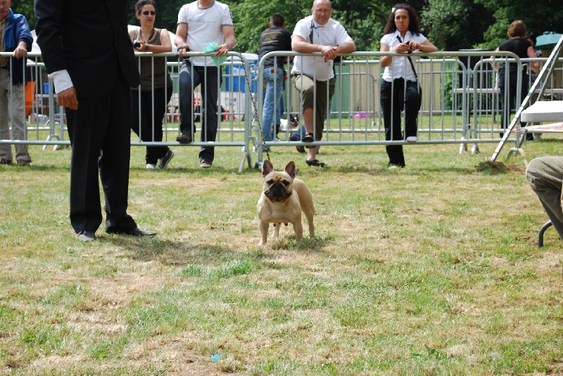 Volange De tatsienlou - 1ere EXC classe ouverte,meilleure femelle de race,2eme meilleur chien de race