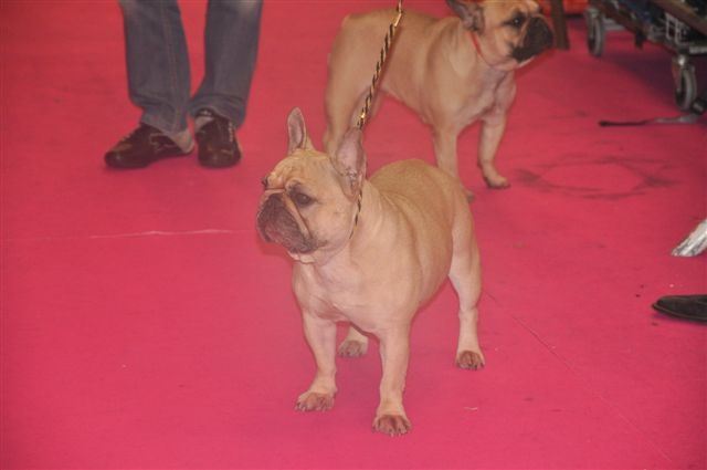 Volange De tatsienlou - 2 eme EXC RCAC classe ouverte femelle