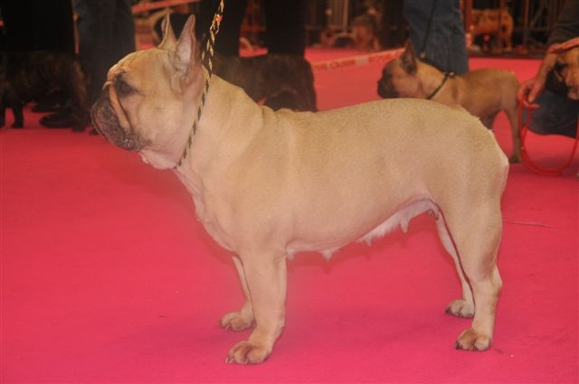 Volange De tatsienlou - 1ere EXC CLASSE OUVERTE