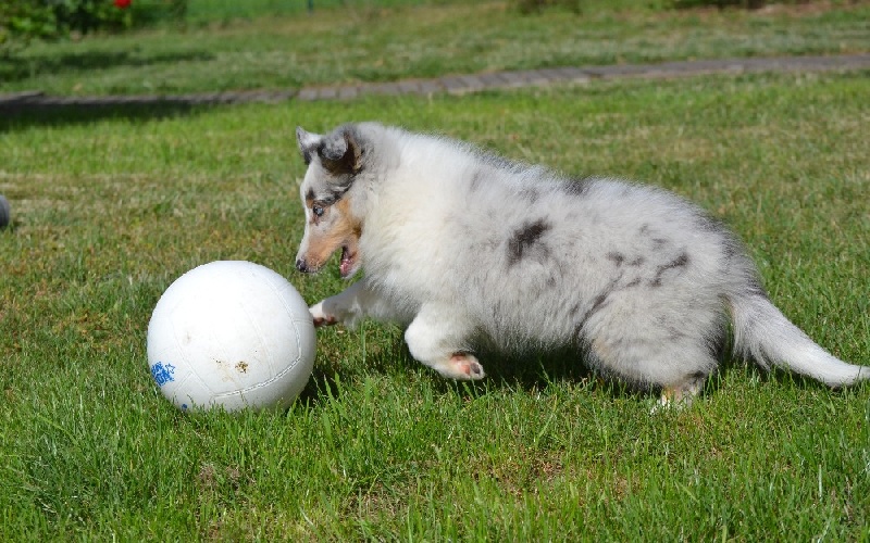 Galicia mi sueno of Wind River
