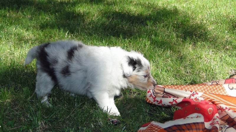 Galicia mi sueno of Wind River