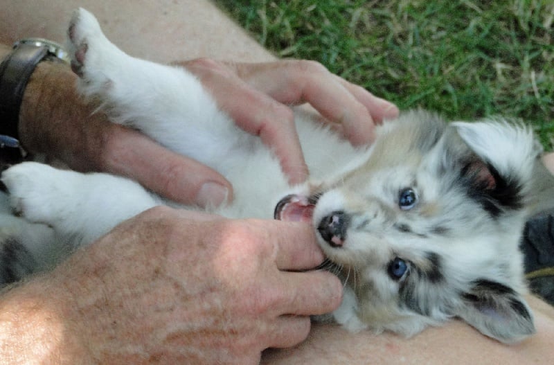 Galicia mi sueno of Wind River