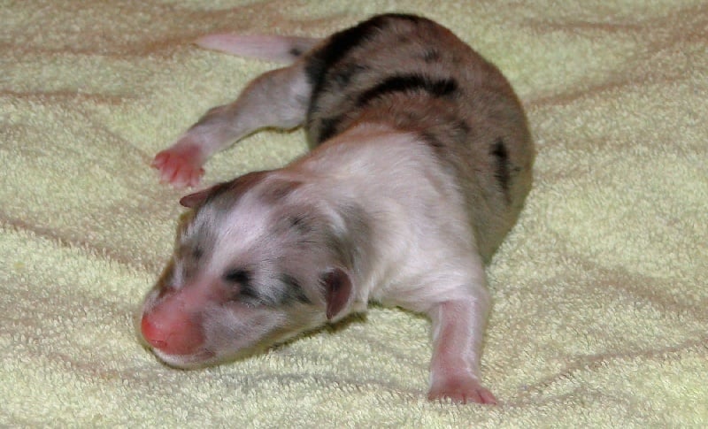 Galicia mi sueno of Wind River