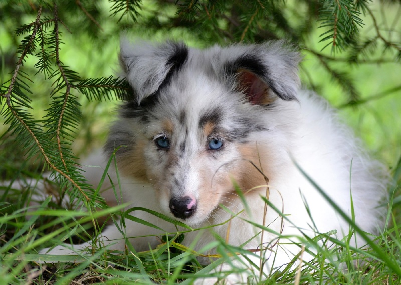 Galicia mi sueno of Wind River