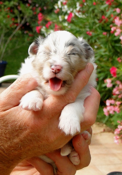 Galicia mi sueno of Wind River