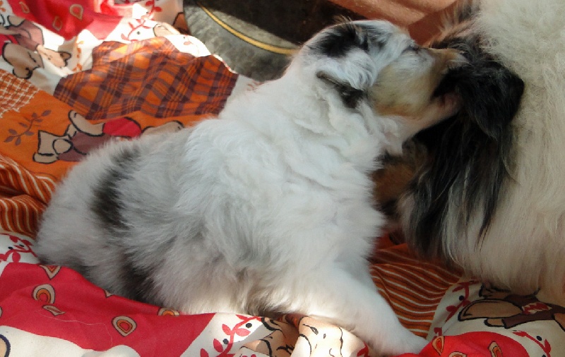 Galicia mi sueno of Wind River