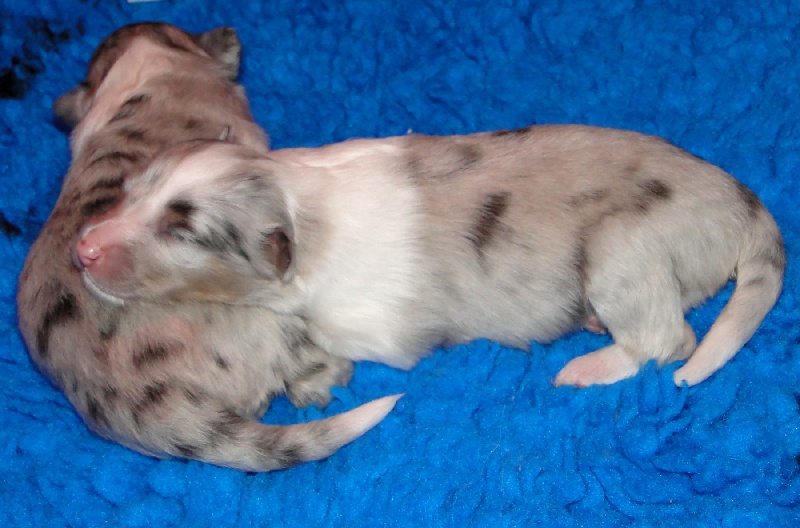 Galicia mi sueno of Wind River