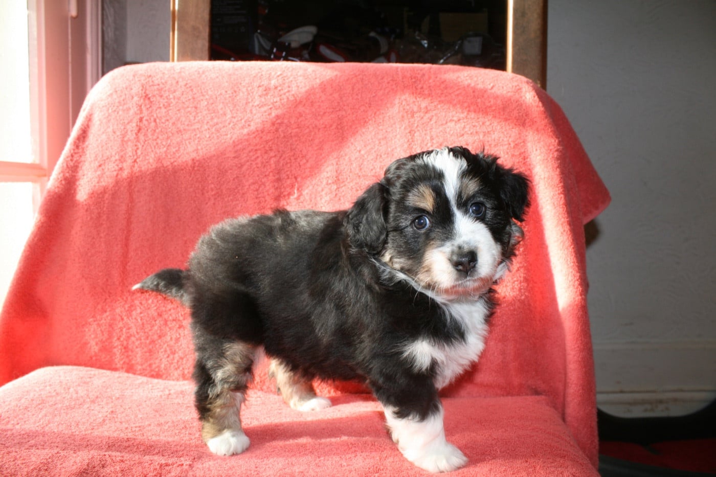 Berger Américain Miniature  - du Moulin de Blasco