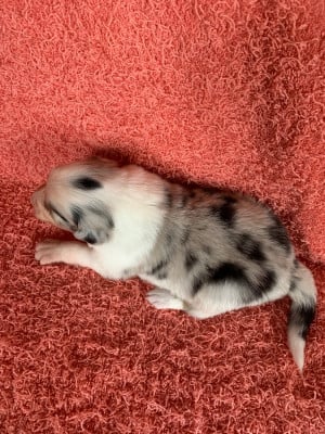 Les chiots de Berger Australien