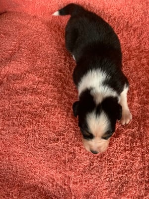 Les chiots de Berger Australien