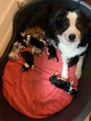 Les chiots de Berger Australien