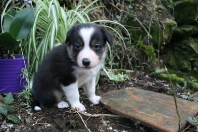 Les chiots de Berger Australien