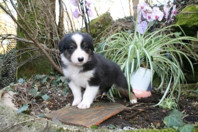 Les chiots de Berger Australien