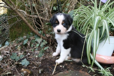 Les chiots de Berger Australien