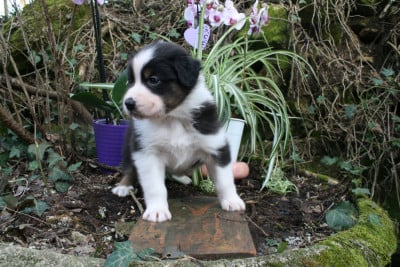 Les chiots de Berger Australien