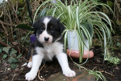 Les chiots de Berger Australien