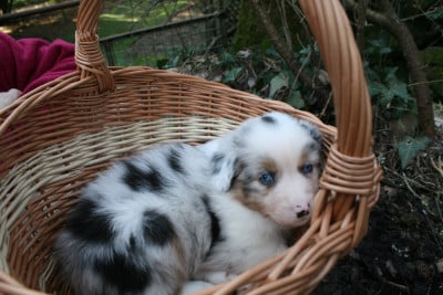 Les chiots de Berger Australien