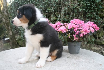 Les chiots de Berger Australien