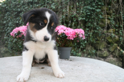 Les chiots de Berger Australien