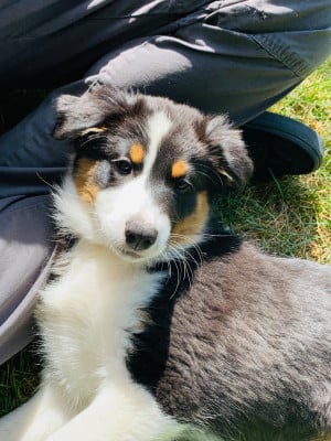 Les chiots de Berger Australien
