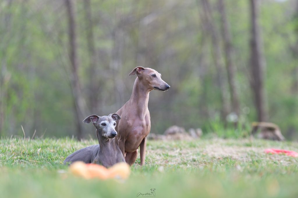 Publication : de magistris Auteur : N.Hurel