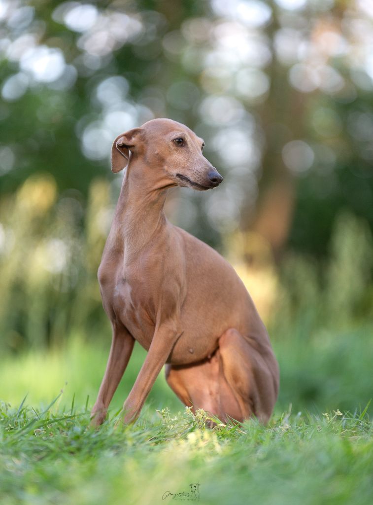 Publication : de magistris Auteur : N.Hurel