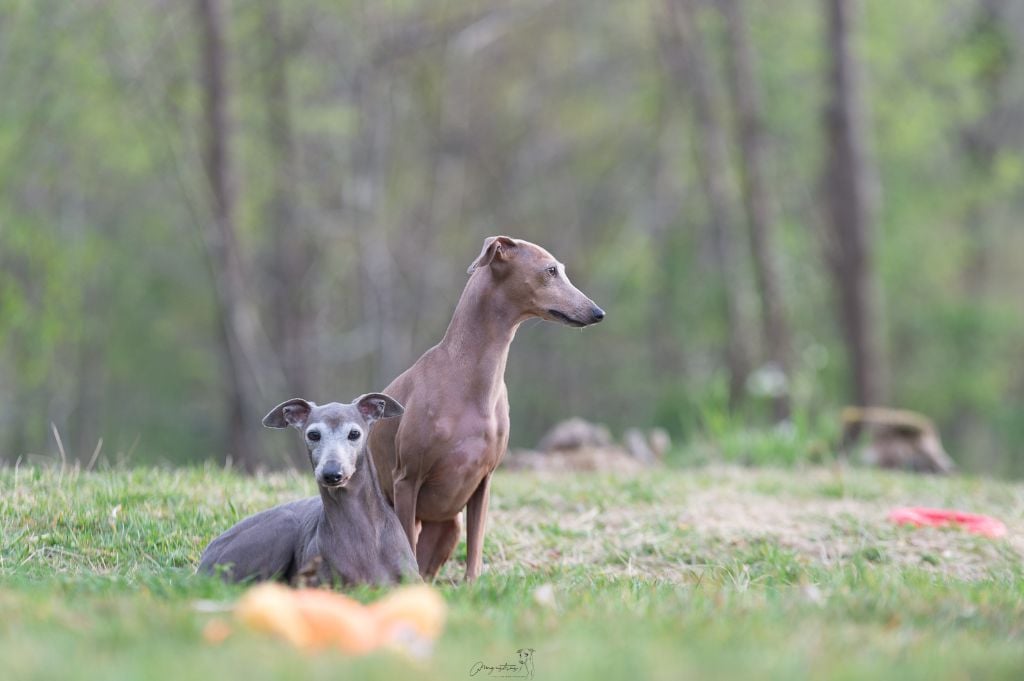 Publication : de magistris Auteur : N.Hurel