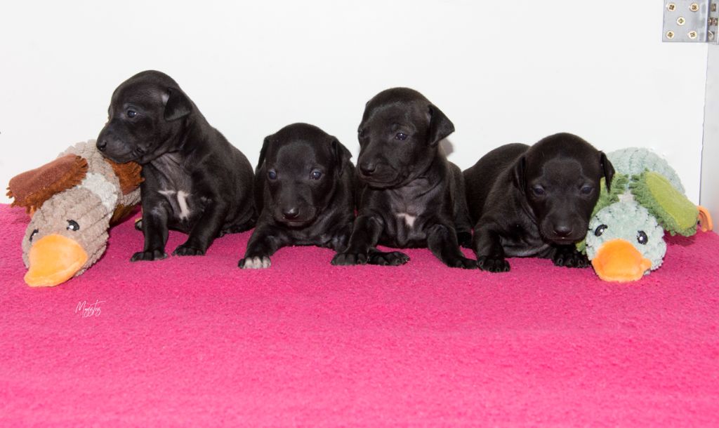 chiot Petit Levrier Italien de magistris