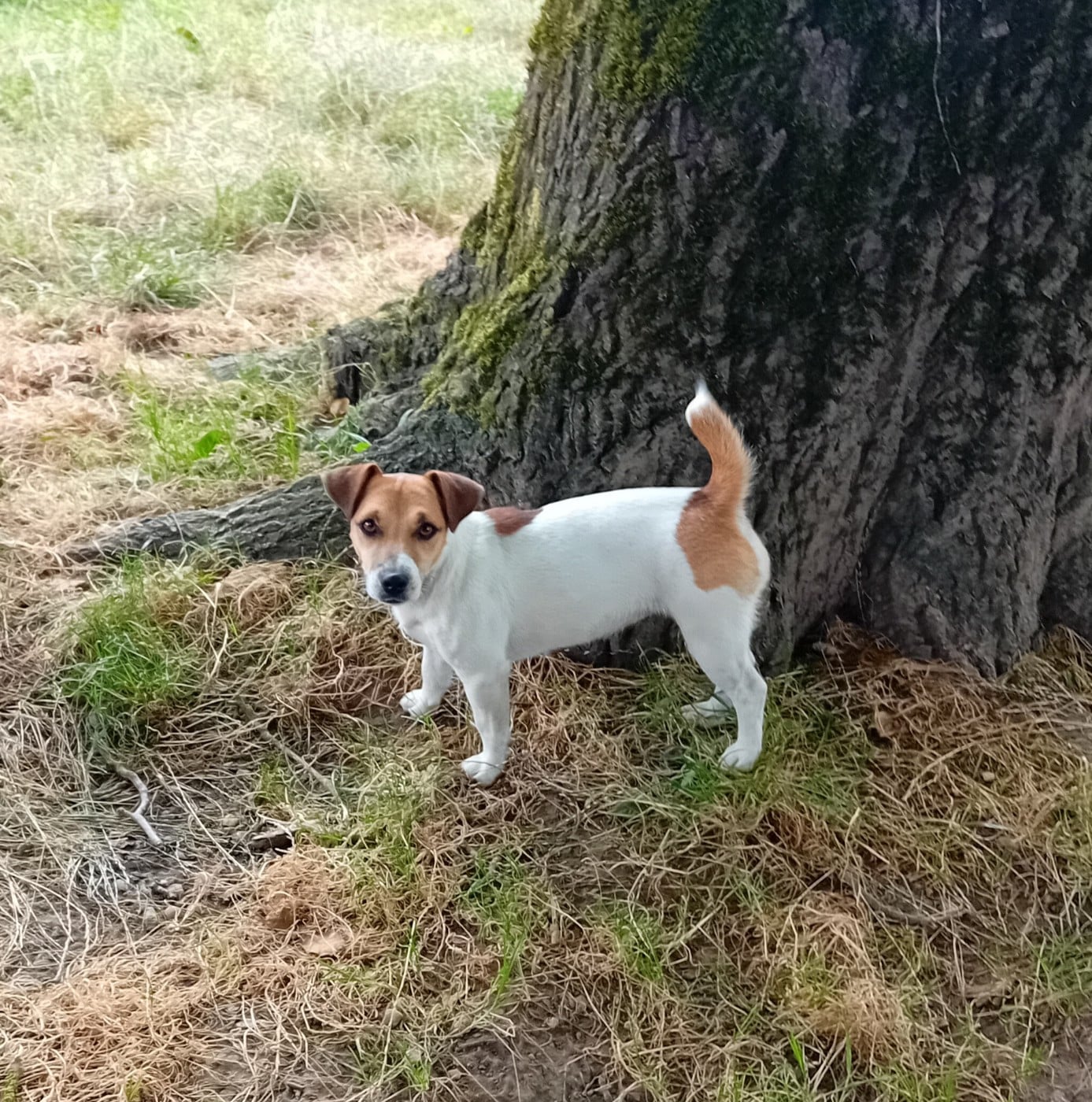 Valkyrie du creux du nant