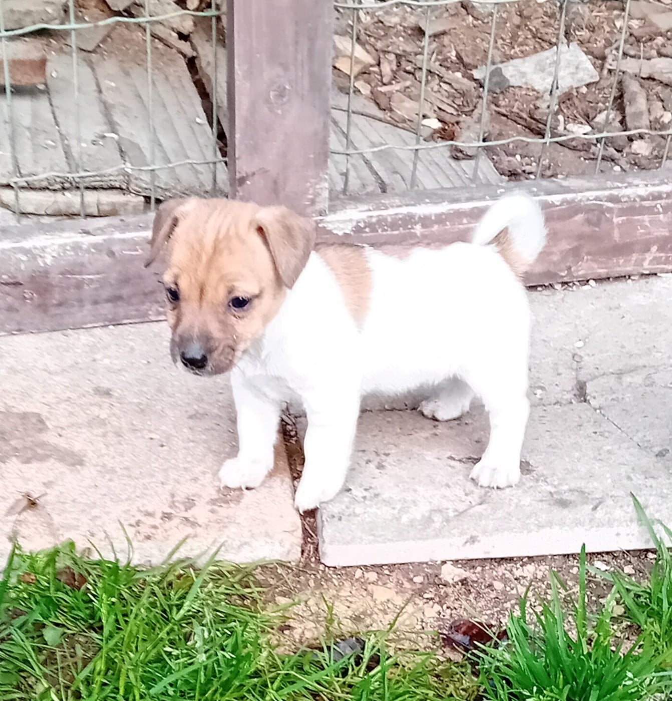 Jack Russell Terrier - du creux du nant