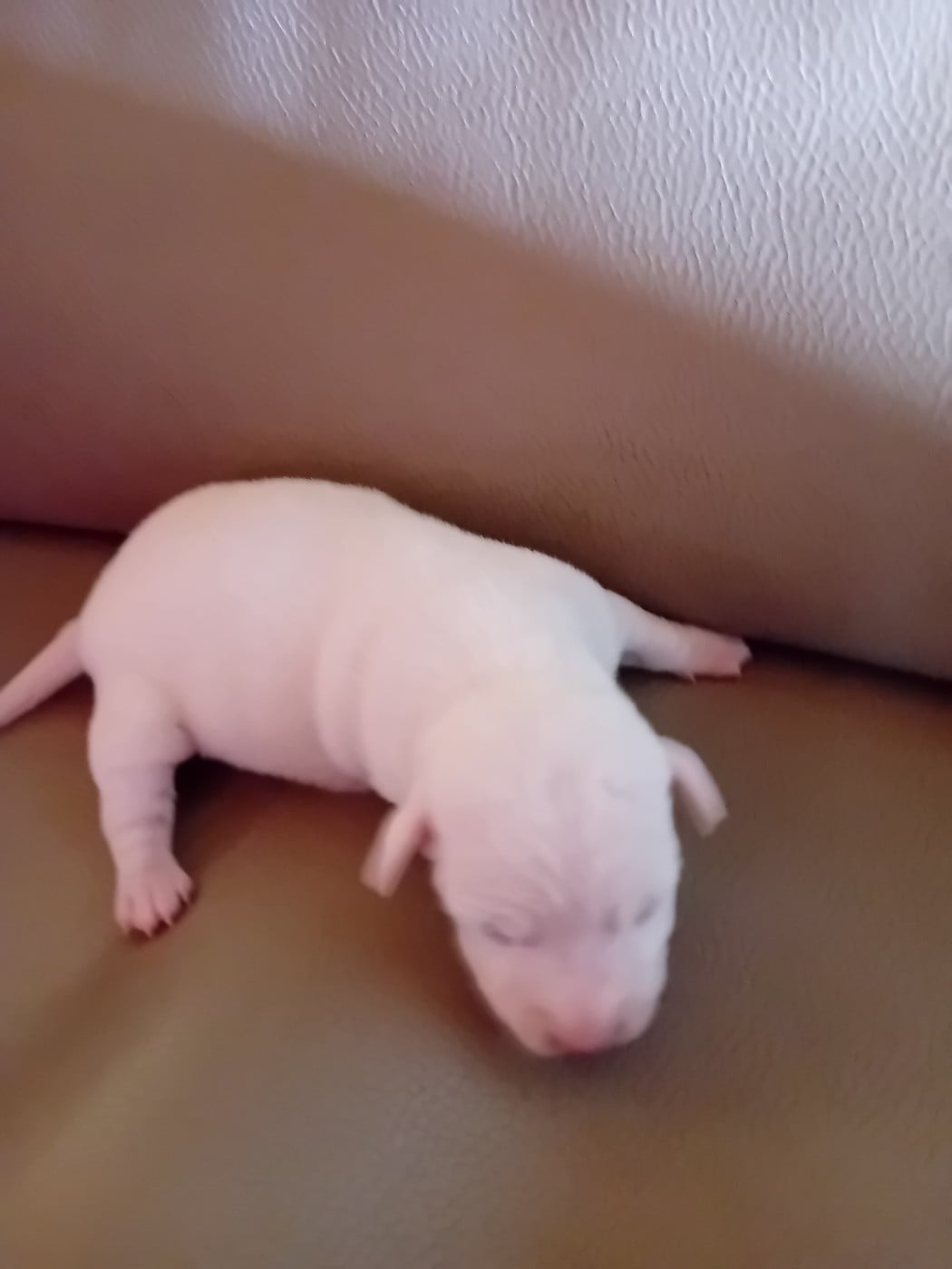 CHIOT 1 - Jack Russell Terrier