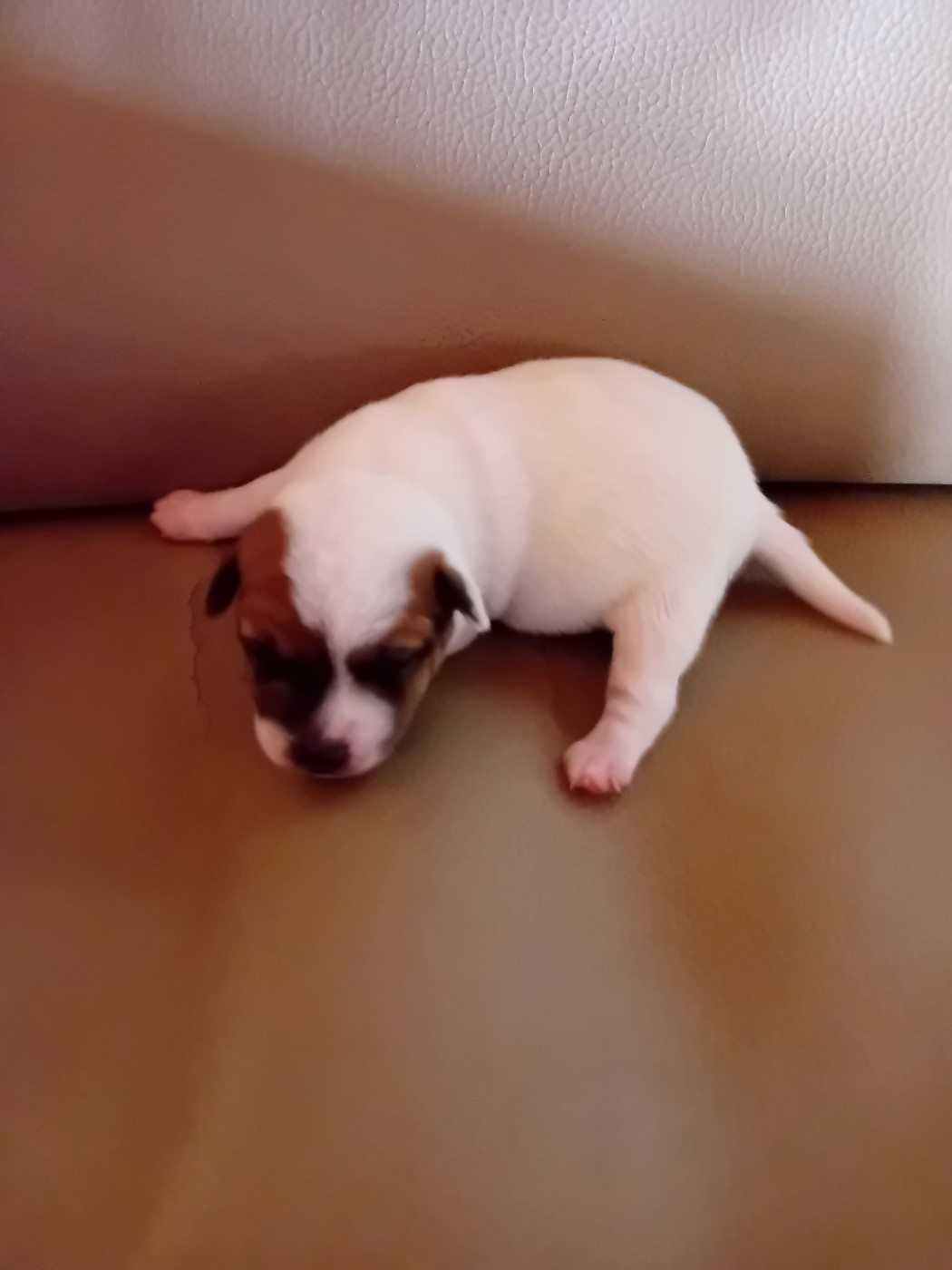 CHIOT 3 - Jack Russell Terrier