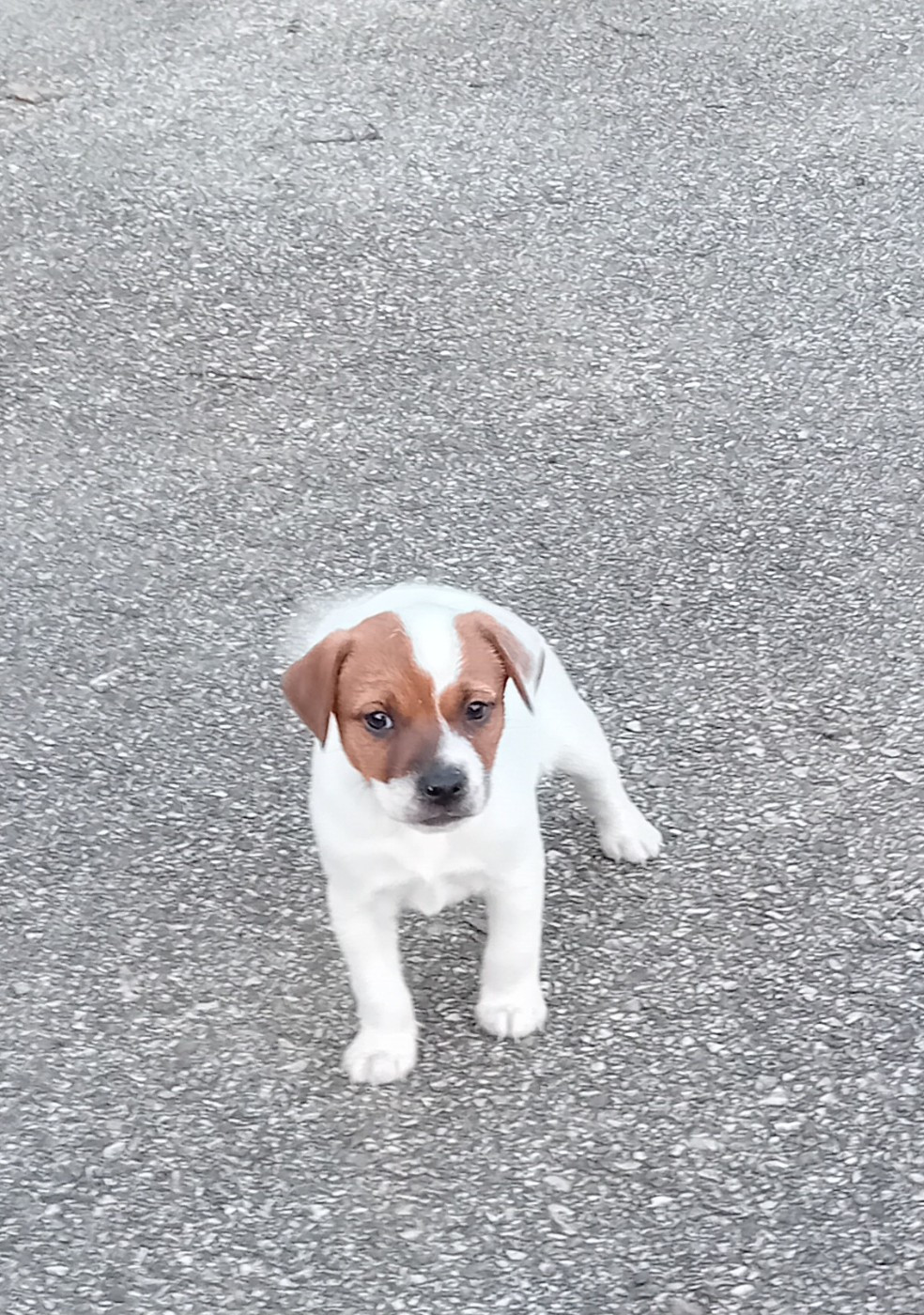 CHIOT 3 - Jack Russell Terrier