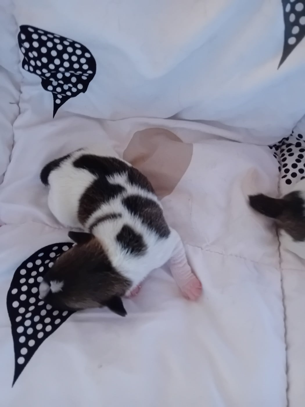 CHIOT 3 - Jack Russell Terrier