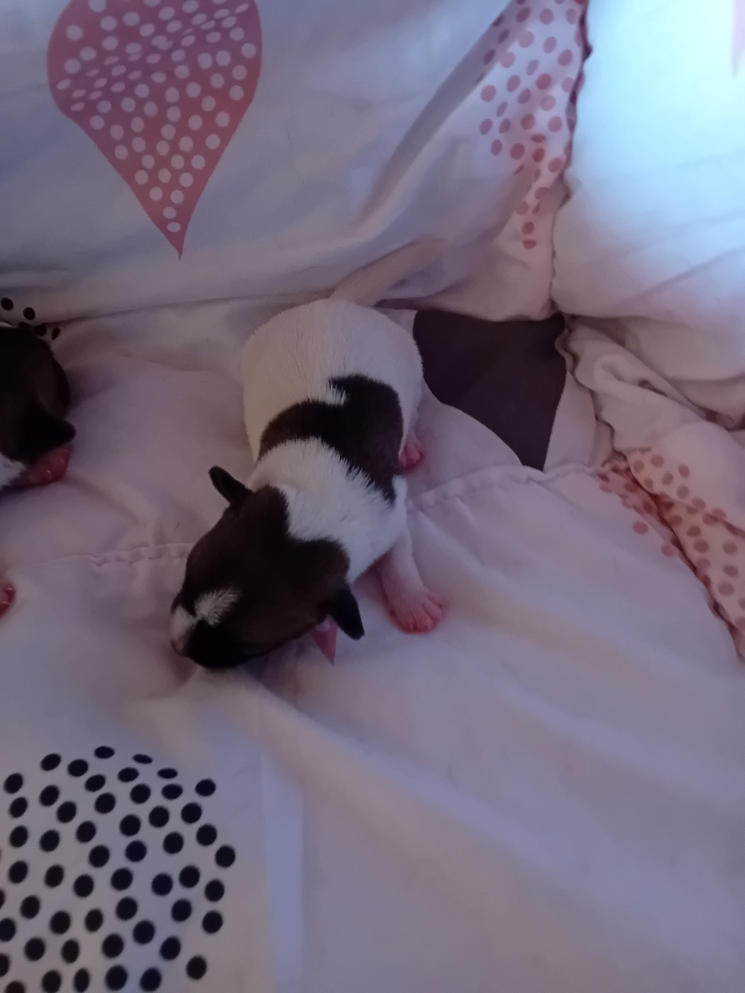 CHIOT 4 - Jack Russell Terrier