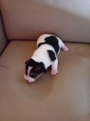 Les chiots de Jack Russell Terrier